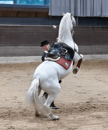 Courbette mit Lipizanner. Foto: August Aust Courbette mit Lipizanner. Foto: August Aust