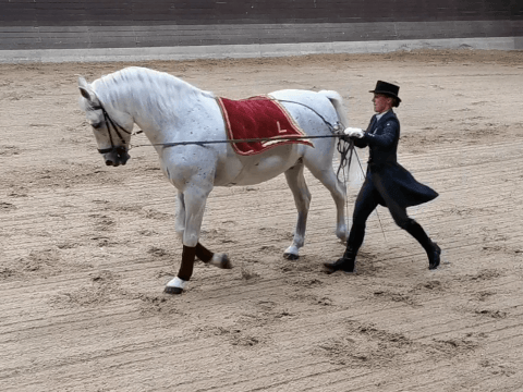 Dressurlektionen an der Hand. Foto: August Aust Dressurlektionen an der Hand. Foto: August Aust