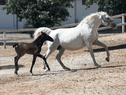 Lipizzanerstute mit Fohlen. Foto: August Aust Lipizzanerstute mit Fohlen. Foto: August Aust
