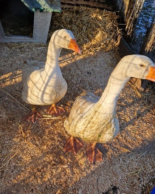 Tierhof und Tiervermittlung Hund am schlafen