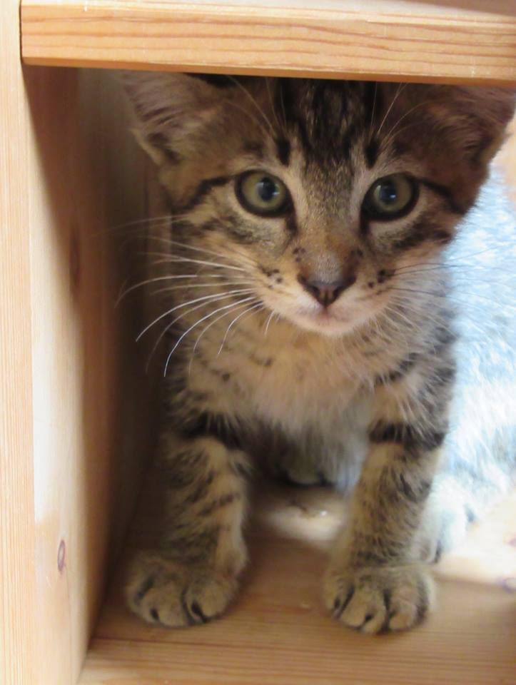 Tierhof und Tiervermittlung Hund am schlafen