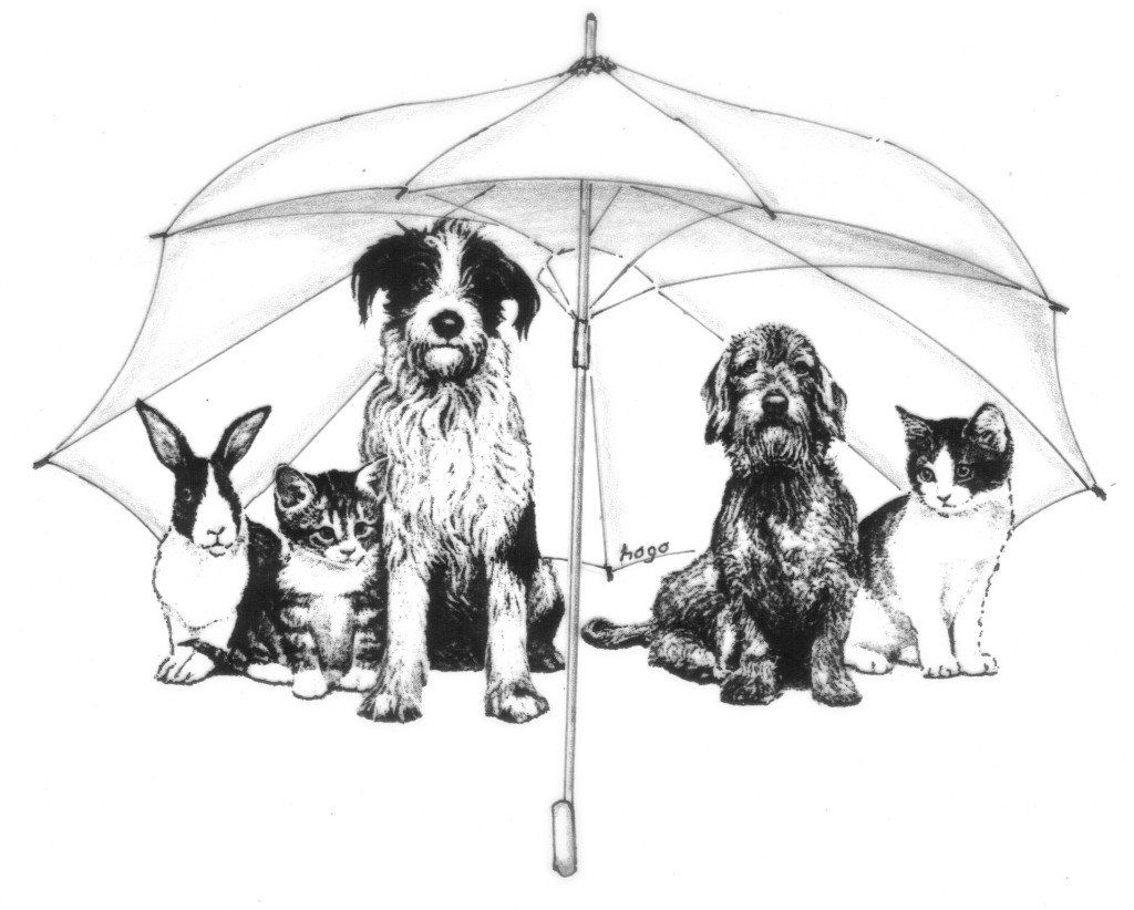 Tierhof und Tiervermittlung Hund am schlafen