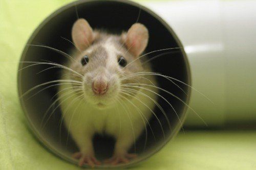 Maus, die aus dem Rohr schaut