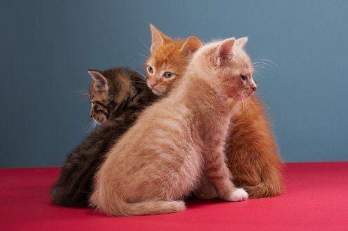 Drei Katzen aneinander