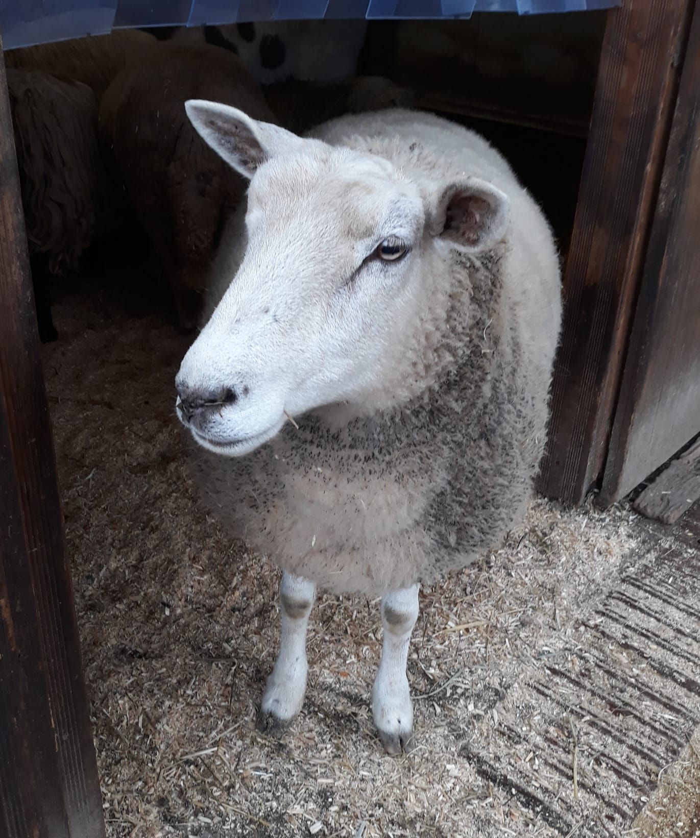 Tierhof und Tiervermittlung Hund am schlafen