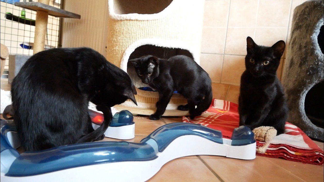 Tierhof und Tiervermittlung Hund am schlafen