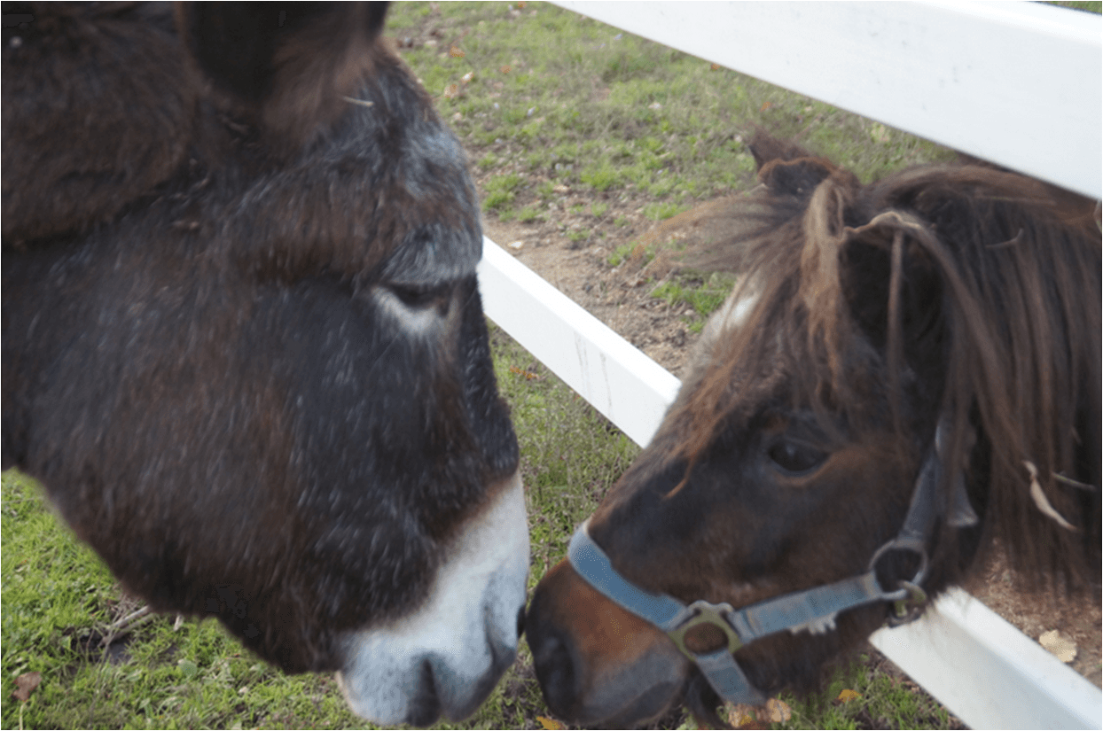 Gnadenhof mit Pferd in der Mitte