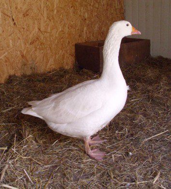 Tierhof und Tiervermittlung Hund am schlafen