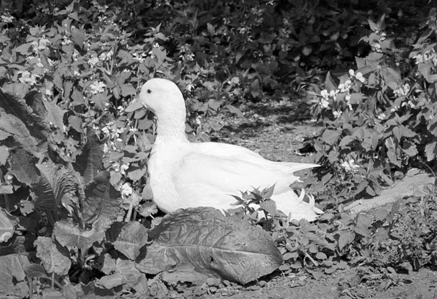 Tierhof und Tiervermittlung Hund am schlafen