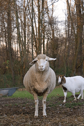 Tierhof und Tiervermittlung Hund am schlafen