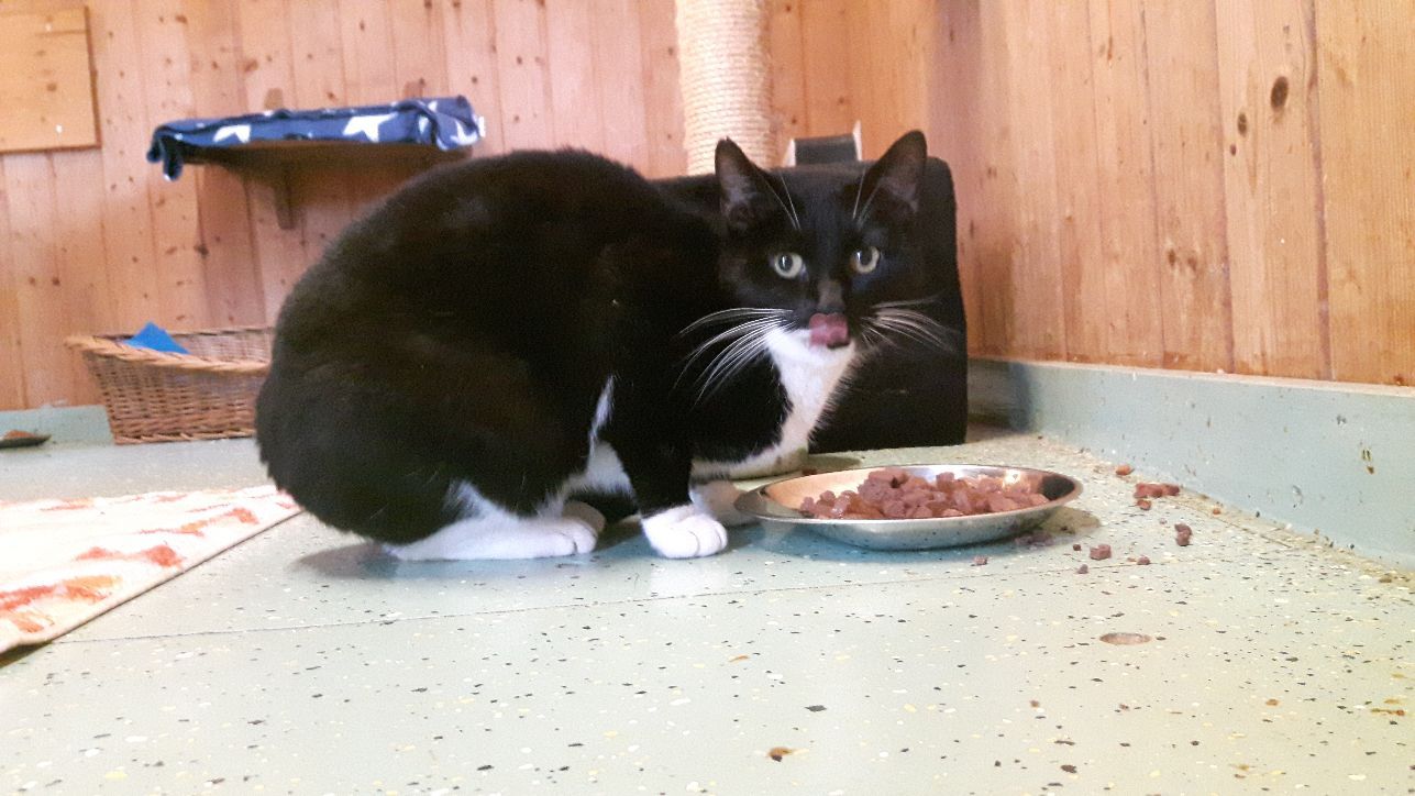 Tierhof und Tiervermittlung Hund am schlafen