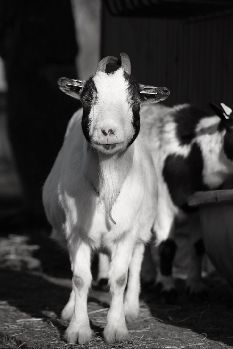 Tierhof und Tiervermittlung Hund am schlafen