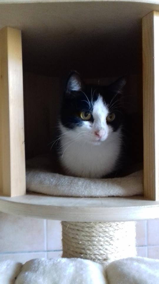 Tierhof und Tiervermittlung Hund am schlafen