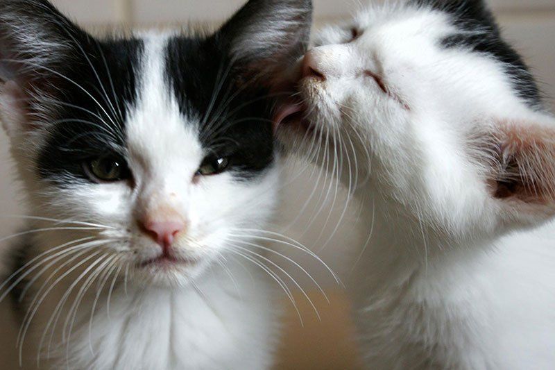 Zwei Katzen die sich gegenseitig berühren