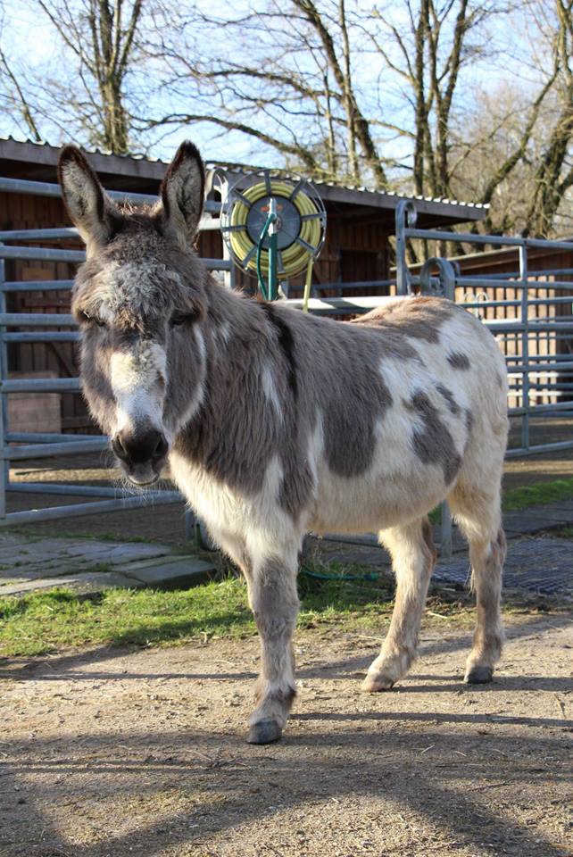 Tierhof und Tiervermittlung Hund am schlafen