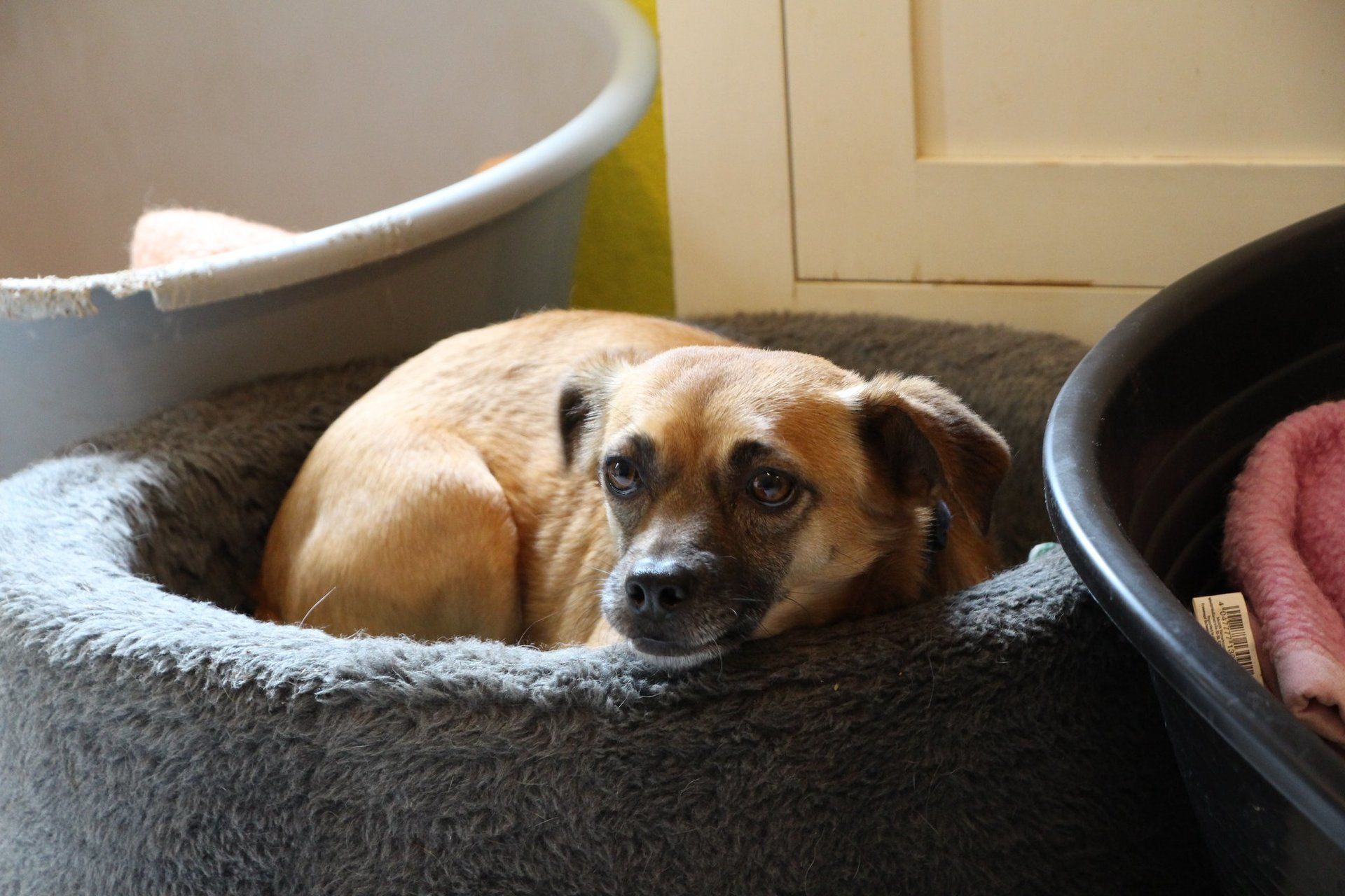 Tierhof und Tiervermittlung Hund am schlafen