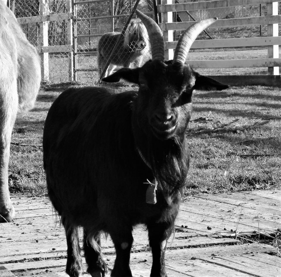 Tierhof und Tiervermittlung Hund am schlafen