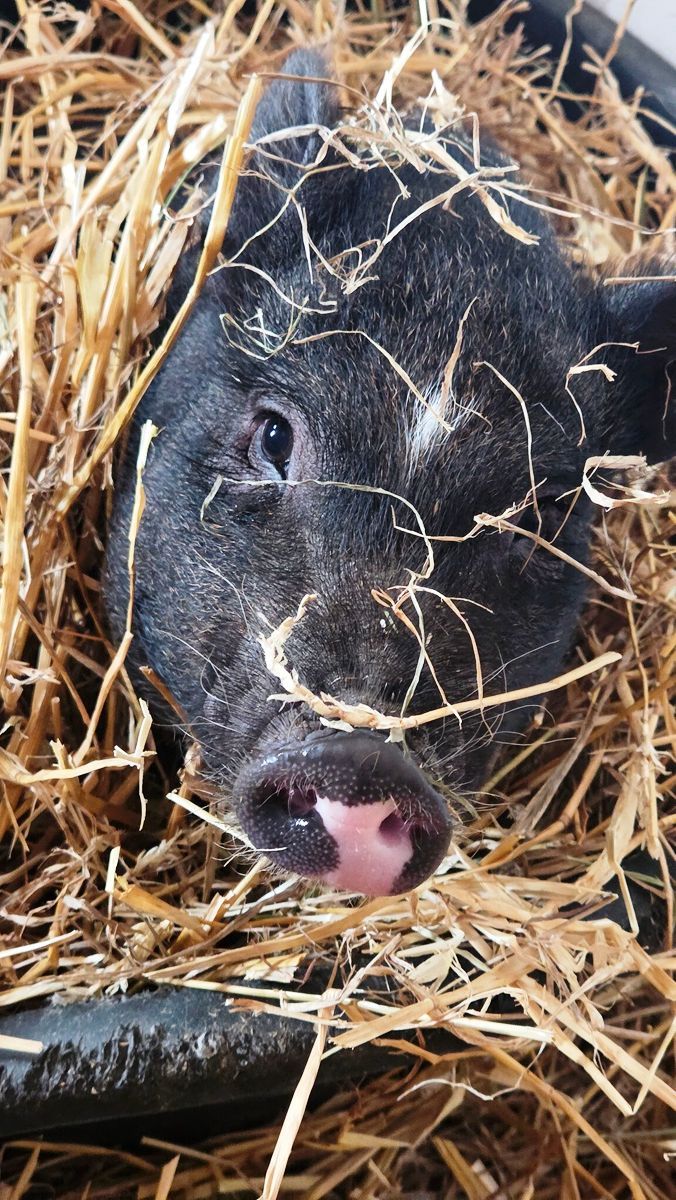 Tierhof und Tiervermittlung Hund am schlafen