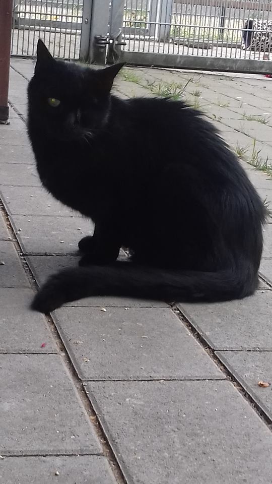 Tierhof und Tiervermittlung Hund am schlafen