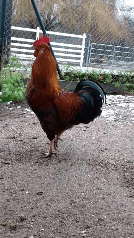 Tierhof und Tiervermittlung Hund am schlafen