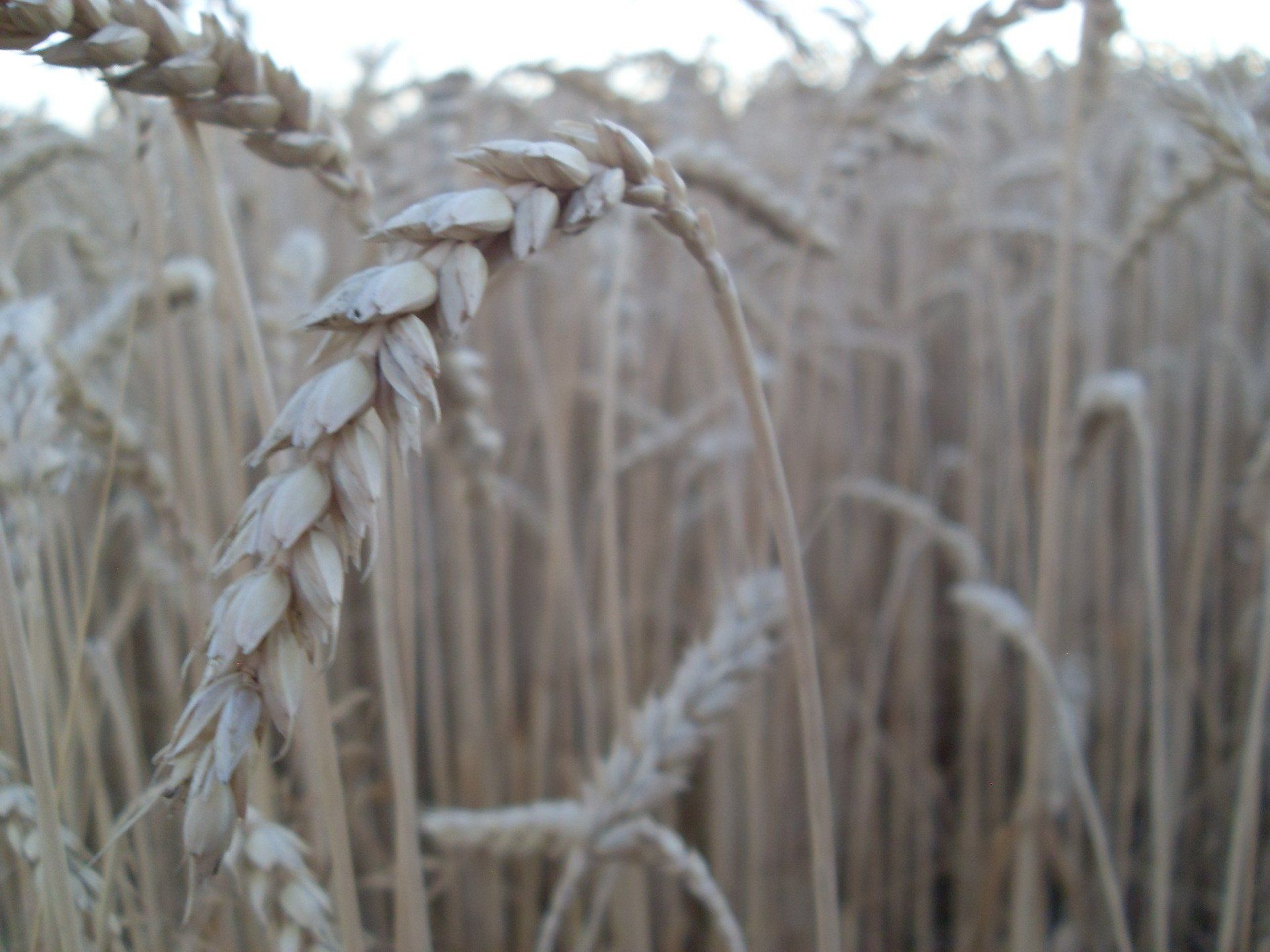 Handgefertigte Mode, nachhaltige Wolle, Mode aus kbT, GOTS-zertifizierte Wolle, Modeatelier Tübingen