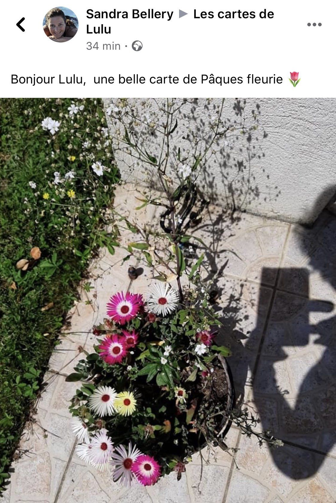 photos de fleurs des champs de carte à planter des cartes de Lulu