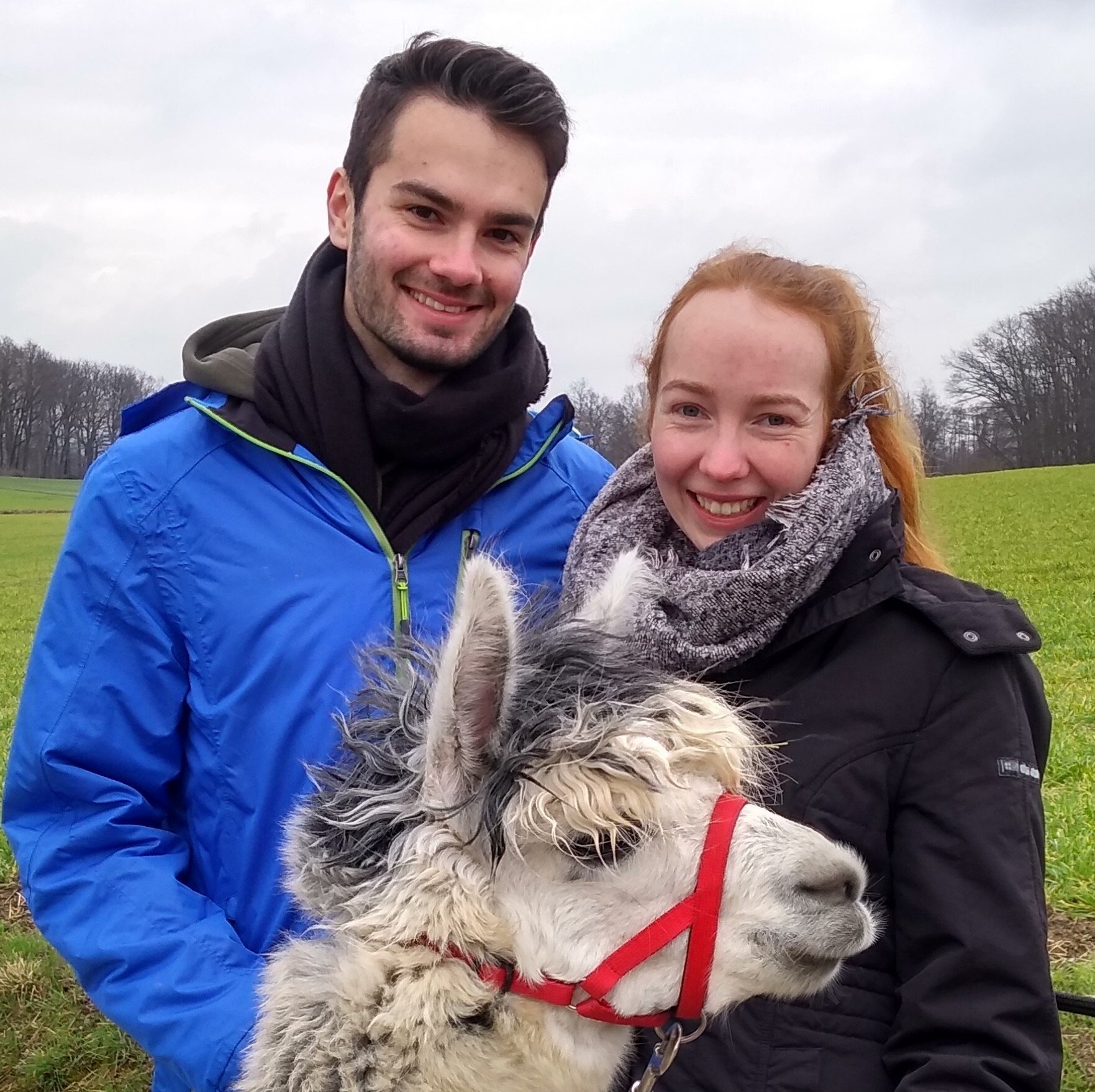 Thies Lindert Westheide Alpakas Schwerte