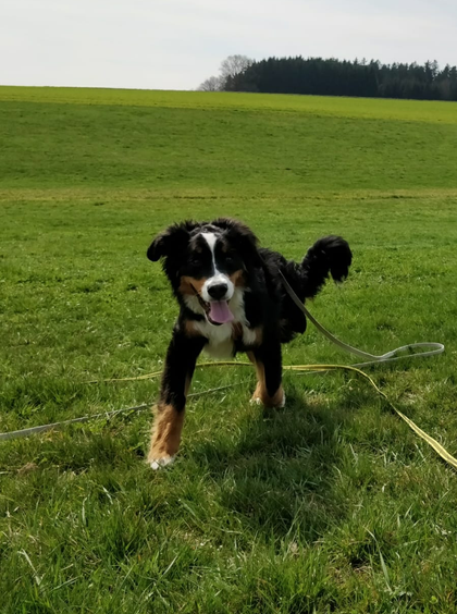 Auch mit 3 Beinen topfit und voll mobil