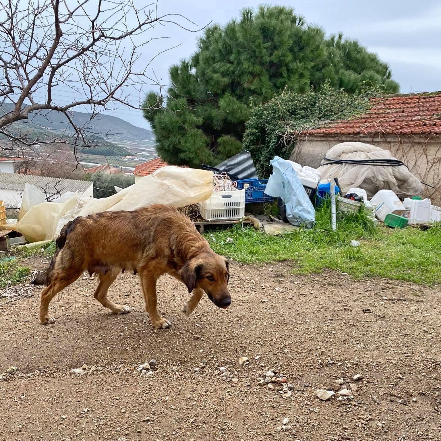 Vielen dank für die großzügige Spende für unsere Hunde, gerade die Welpen werden sich über den Knabberspaß freuen :-)