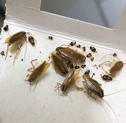 Deutsche Schaben Deutsche Schaben