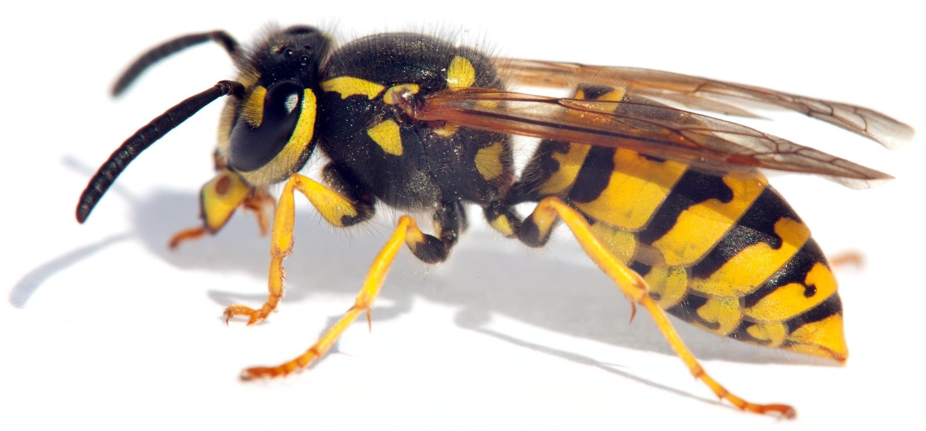 Gemeine Wespe Gemeine Wespe