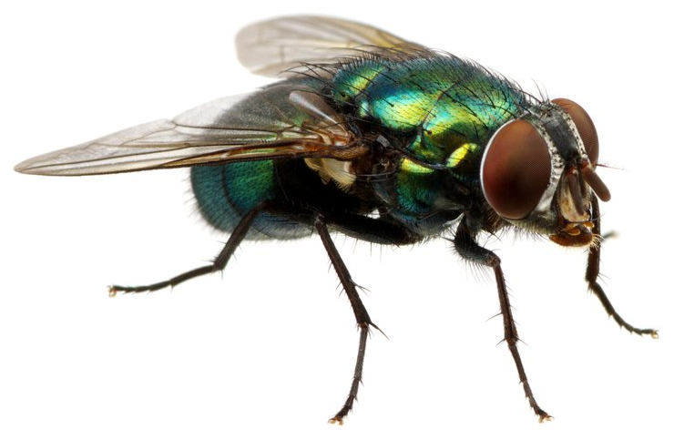 Fliege Fliege