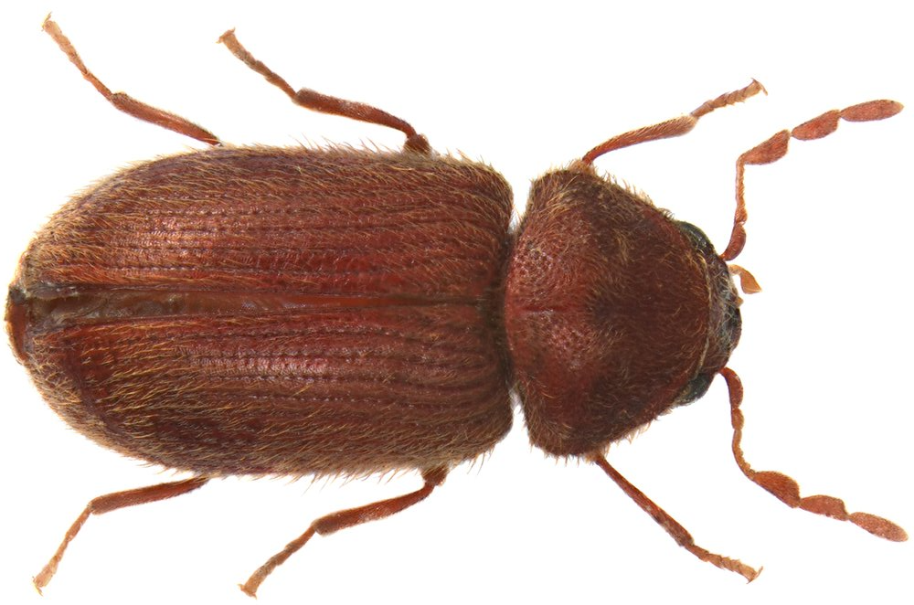 Brotkäfer Brotkäfer