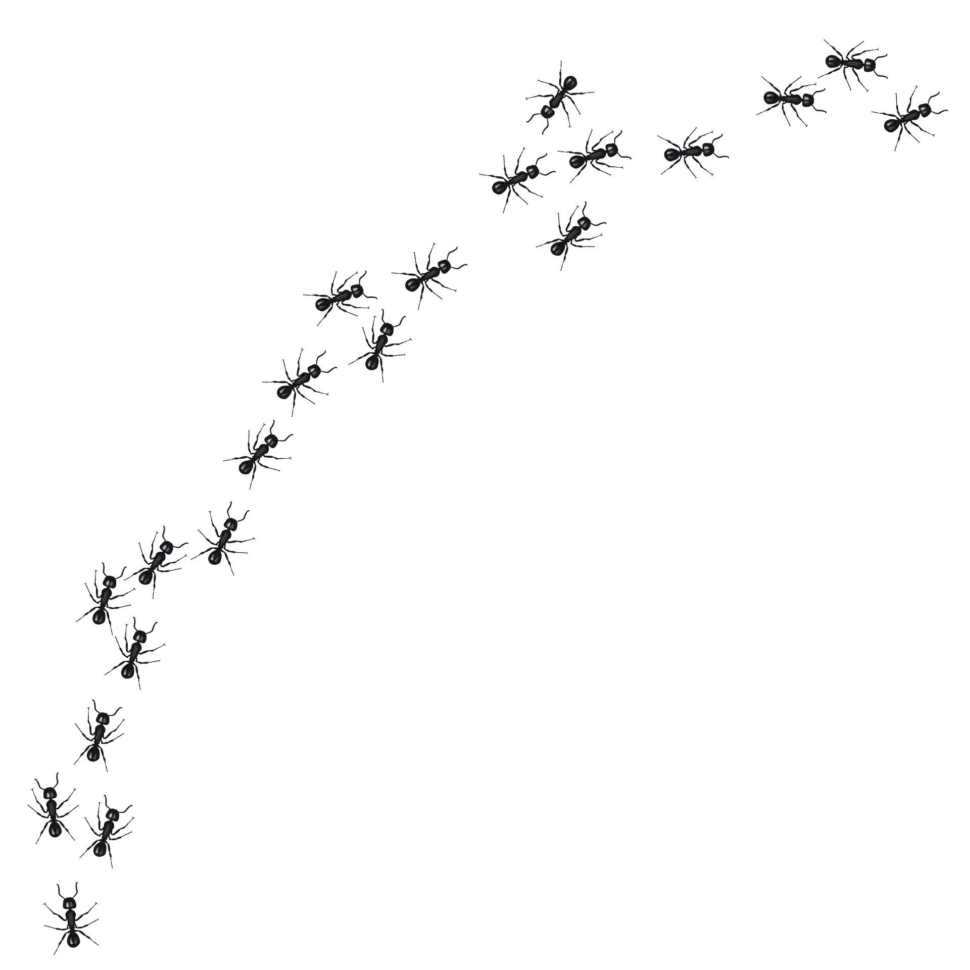 Ameisenstraße Ameisenstraße