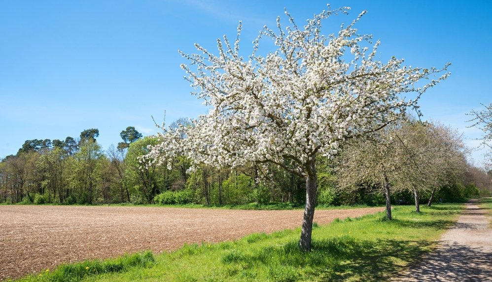 Blühende Apfelbäume in Vaterstetten Apfelbaum-Vatterstetten