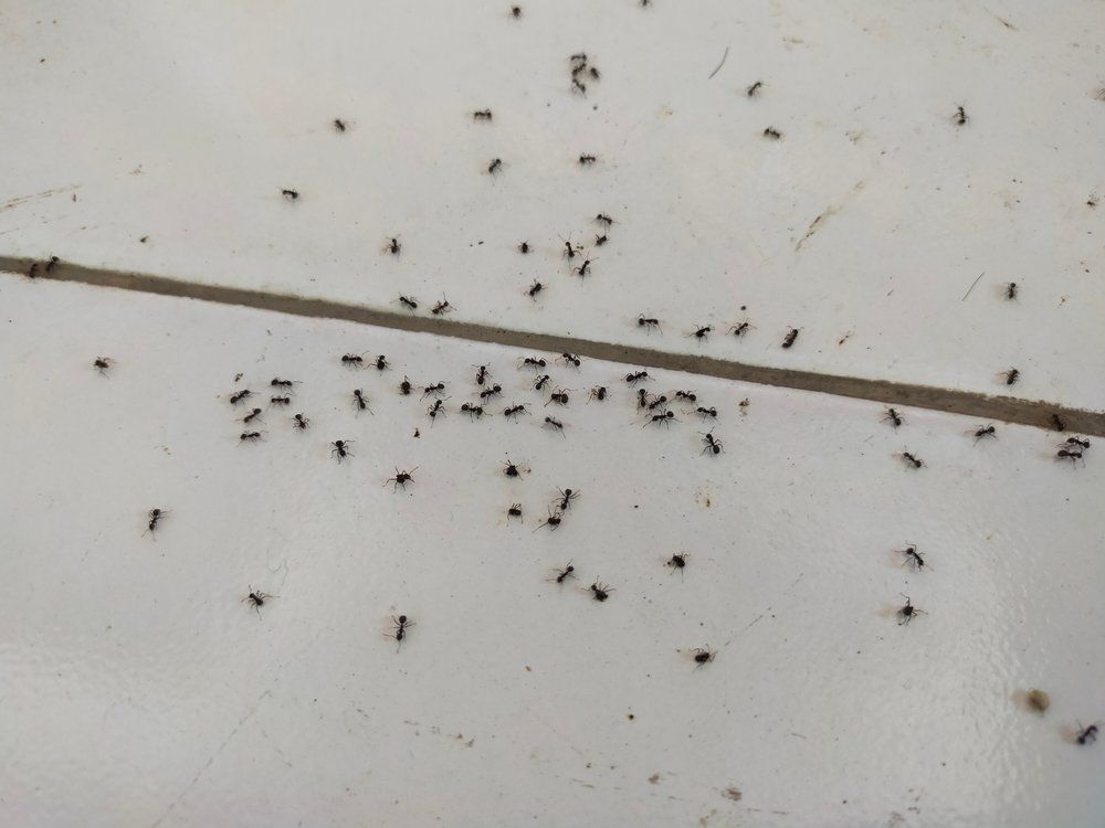Ameisen im Haus Ameisen auf dem Boden