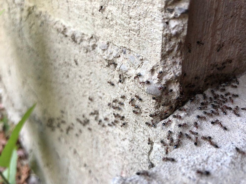 Ameisen im Garten Ameisen an der Mauer