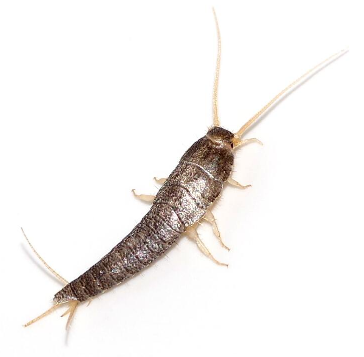 Silberfische Silberfische