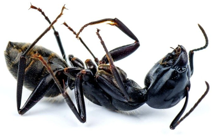 Ameisenbekämpfung Ameisenbekämpfung