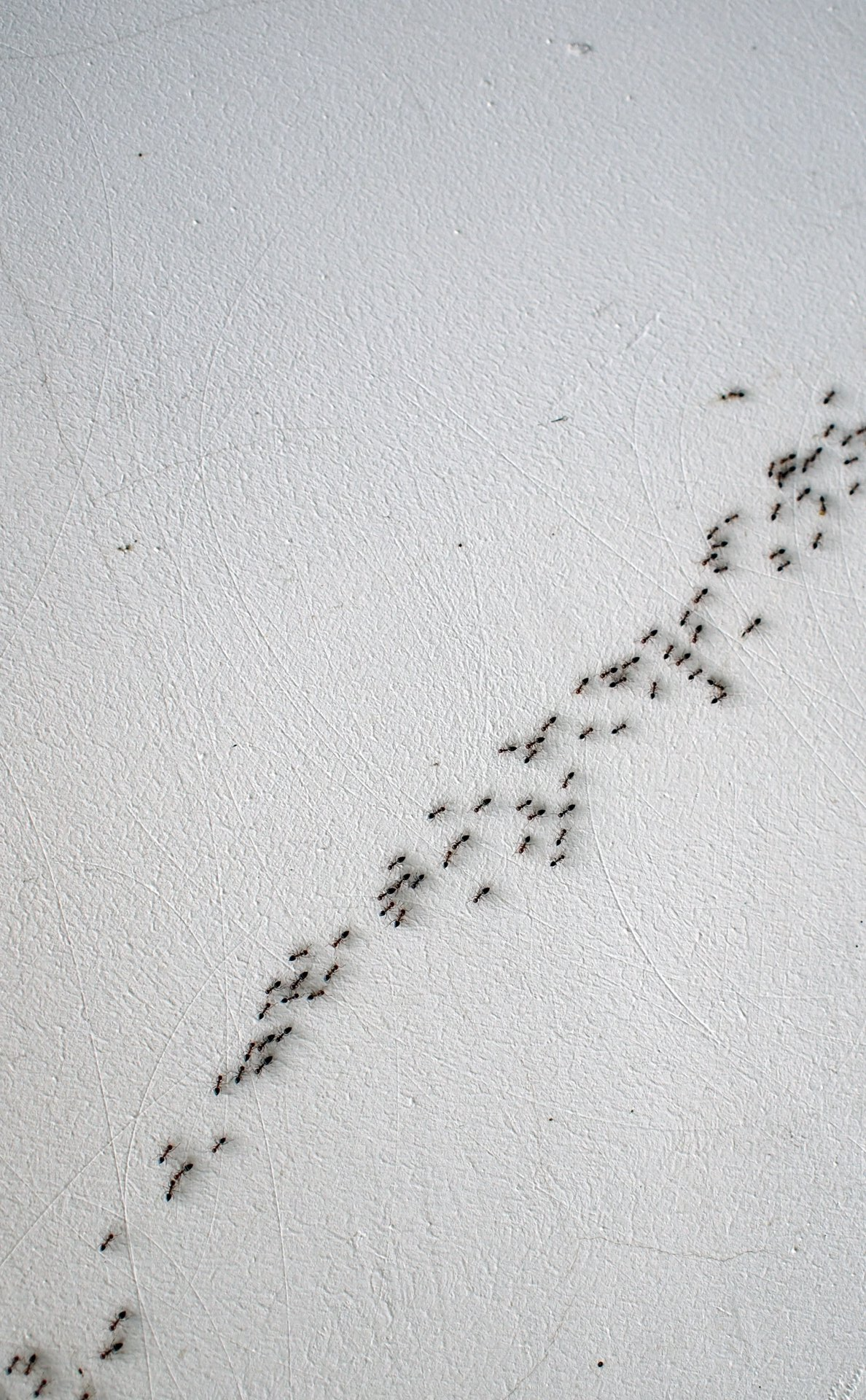 Ameisenstraße Ameisenstraße