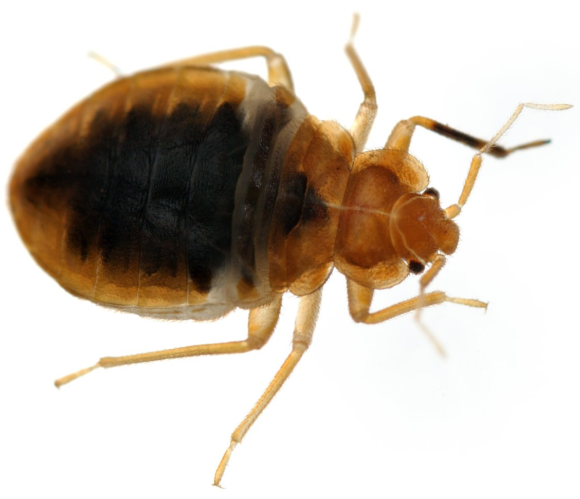 Vollgesaugte Bettwanze Bettwanzen