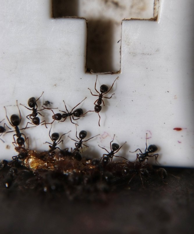 Ameisen im Haus Ameisen im Haus
