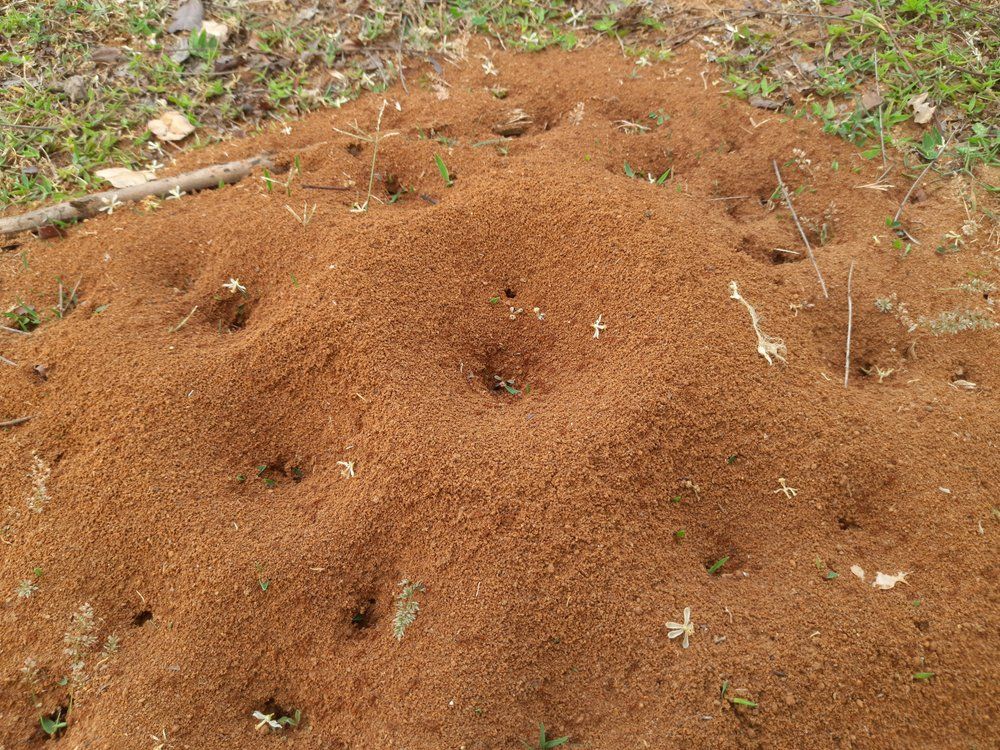 Hügel der Roten Waldameise Hügel der Roten Waldameise