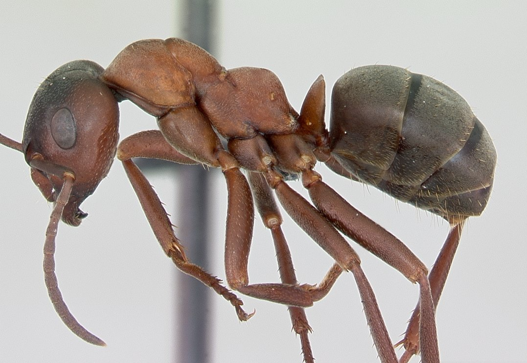 Blutrote Raubameise Blutrote Raubameise