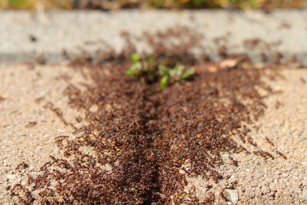 Ameisen am Wegrand Ameisen am Wegrand