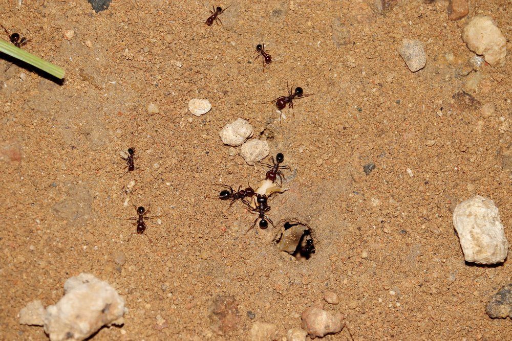 Ameisenstraße Ameisenstraße