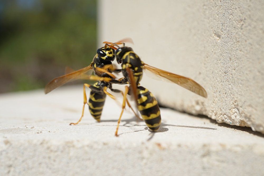 Wespen Wespen