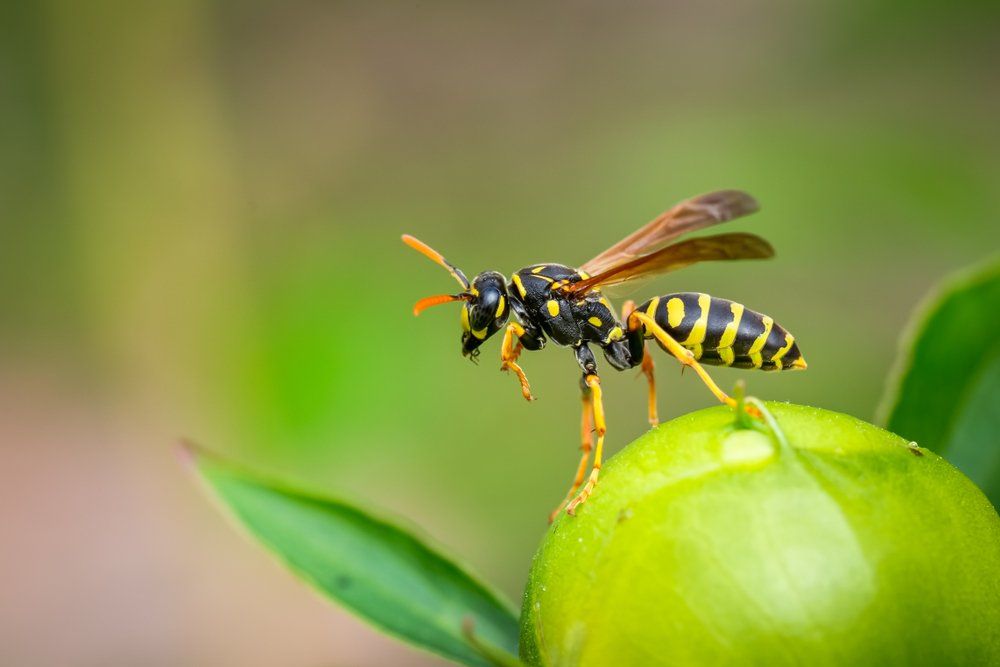 Wespe in der Natur