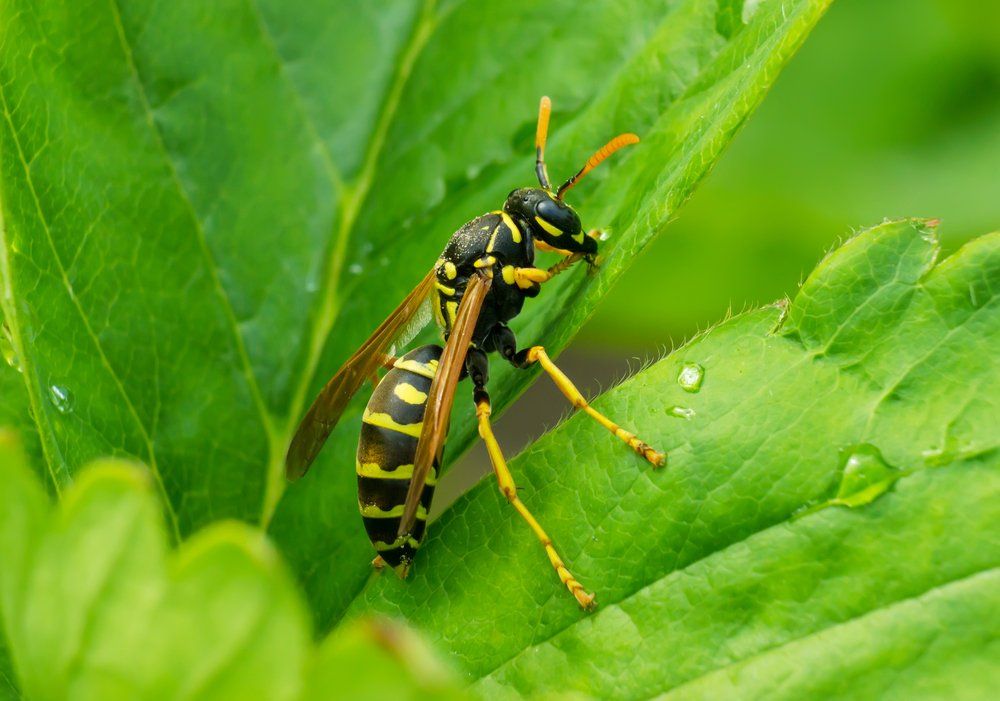 Wespe auf einem Blatt Wespe auf einem Blatt