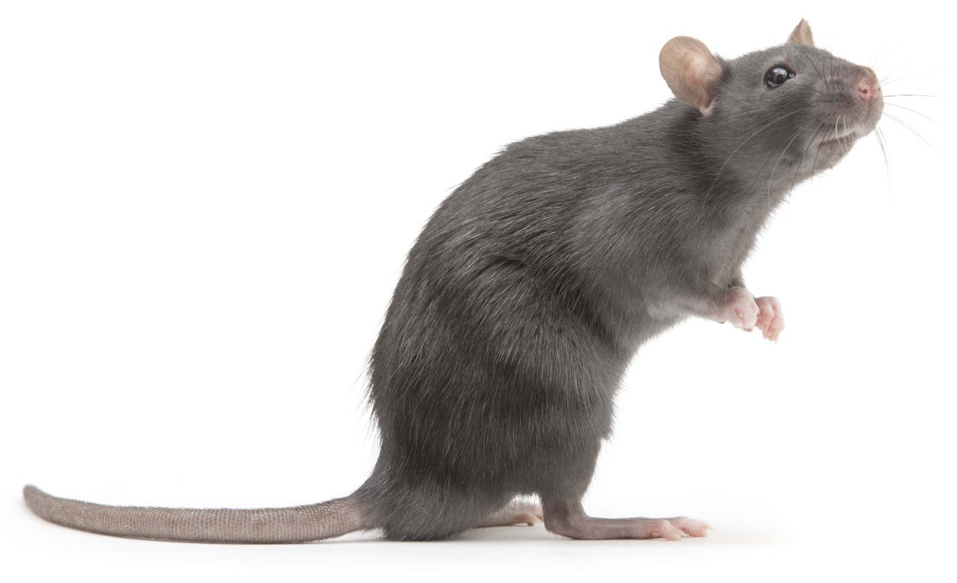 Ratte Ratte